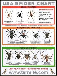 Also, experts claim baking soda this should help remove any bacteria and venom on the surface. Spider Bites 6 Natural Treatments Tips To Avoid Getting Bit