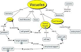 The tonoplast is the cytoplasmic membrane surrounding a vacuole, separating the vacuolar contents from the cell's cytoplasm. Vacuole Cell Sap Shefalitayal