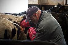 Got to ensure that whatever population. Artificial Insemination Wikipedia