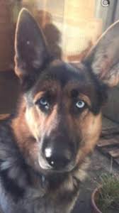 While other colors of this breed are largely defined by single colors, or bicolor ratios, sable dogs are more homogenous. Blue The German Shepherd Needs A New Home Dawg