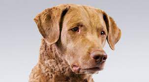Chesapeake Bay Retriever Dog Breed Information Chesapeake Bay Retriever Dog Breeds Retriever