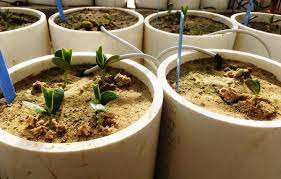 What Are The Factors That Determine Seed Germination Sustainable Secure Food Blog