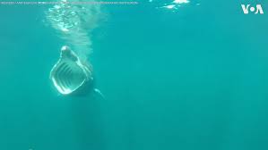 Последние твиты от op squalo elefante (@squaloelefante). L Mostro Degli Abissi Le Straordinarie Immagini Dell Avvistamento Di Uno Squalo Elefante Cronache