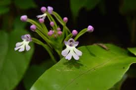 Image result for Cynorkis brevicalcar