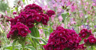 Bartnelken Bartnelken Sommerblumen Und Schone Blumen