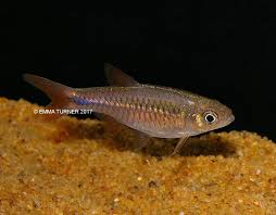 Red Cherry Rasbora Rasbora Lacrimula Www Fishkeeper Co Uk Tropicalfish With Images Tropical Fish Fish Pet Fish Tank