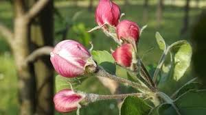 опрыскивание деревьев весной по фазам от болезней и вредителей Chem Opryskat Derevya Vesnoj Ot Boleznej I Vreditelej Po Fazam V 2020 G Sadovye Vrediteli Sadovye Derevya Organicheskoe Sadovodstvo