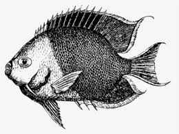 Langkah awal cara ternak ikan nila yaitu pemilihan lokasi kolam. Sea Turtle Tortoise Portable Network Graphics Vector Sea Turtle Cute Cartoon Transparent Background Hd Png Download Transparent Png Image Pngitem