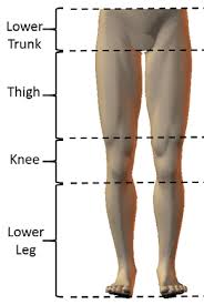 Free body diagrams (fbd) will be defined. The Ball Carrier S Lower Body Split Into The Lower Trunk Thigh Knee Download Scientific Diagram