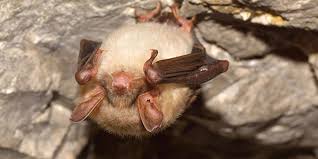 Maybe you would like to learn more about one of these? Bats National Wildlife Federation