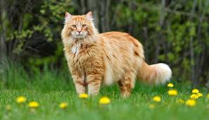 ‪10 Large Cat Breeds - All About Big Cat Breeds‬‏