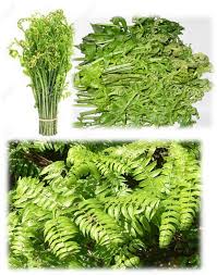 Image result for Diplazium