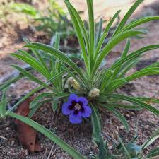 Image result for Aptosimum lineare