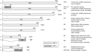 Maybe you would like to learn more about one of these? Influenza B Virus An Overview Sciencedirect Topics