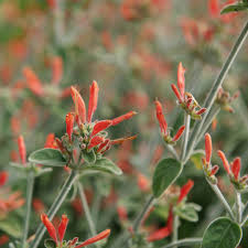 Image result for Dicliptera