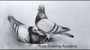 In this video i will be speed drawing/coloring a realistic dove soapmaterials used: How To Draw A Realistic Pigeon Bird Easy For Beginners Step By Step Youtube