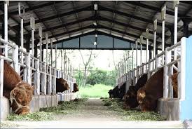 Kamu bisa memilih kandang tipe tertutup, setengah terbuka, maupun tipe terbuka. Kandang 1 Desain Kandang Sapi Limosin