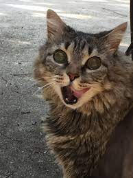 My Cat Went Blind Today Seemed To Happen Out Of The Blue She Is 6yrs Old I Noticed Her Eyes Dilated The Past 2 Nights But It Was Cat Pics Cats All