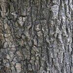 Image result for Mimusops zeyheri