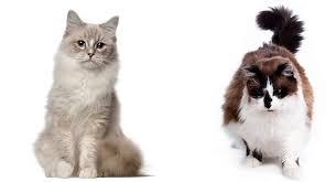 They are known as ragdoll cats because of their excessive they might not shed as much if they live in cooler climates, but if you're living in the tropics then be ready for some serious shedding. Ragdoll Vs Ragamuffin Which Is The Right Cat For You