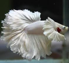 Pin On Beautiful Betta Fish