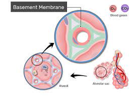 Across the membrane oxygen is diffused into the capillaries and carbon dioxide released from the capillaries into the alveoli to be breathed out. Respiratory Membrane And Gas Exchange