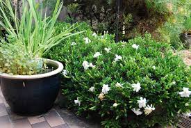Creeping Gardenia August Beauty Gardenia Ground Cover Plants Plants