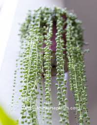 (22 c.) throughout its active growth. String Of Pearls Plant How To Grow Senecio Rowleyanus Indoors
