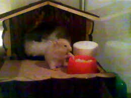Kedi Ve Hamster Ayni Evde Olur Mu Kedili Bir Hayat Yasanmaya Daha Cok Deger
