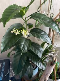 Image result for hoya multiflora