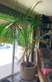 Majesty palms are characterized by large green fronds that grow atop multiple stems. Indoor Potted Majesty Palm Dying Within Three Weeks Palms In Pots Palmtalk