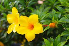 Maybe you would like to learn more about one of these? Decorare Con Le Piante