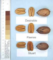 Check spelling or type a new query. Pawnee Cultivars Pecan Breeding