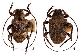 Image result for Cheirostylis lepida