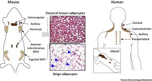 Check spelling or type a new query. The Common And Distinct Features Of Brown And Beige Adipocytes Trends In Endocrinology Metabolism