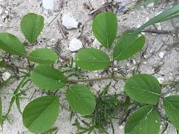 Image result for Canavalia