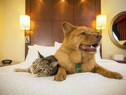 Veterinarian In Tumwater Wa Deschutes Animal Clinic