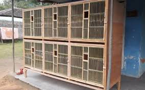 1,437 likes · 1 talking about this. 7 Rekomendasi Kandang Ayam Sederhana Untuk Petelur Dan Petarung