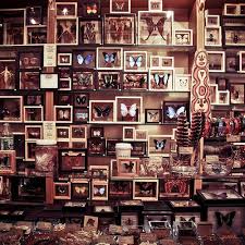 new york shop nature butterfly background texture interior amazing おしゃれな壁紙背景 剥製 魔女の部屋