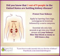 Pin On Recipes Kidneys