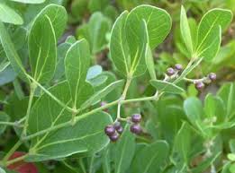 Image result for Rhoicissus tridentata