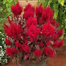 Oz/233 ml) 3.5 pot (24 fl. Celosia Dragons Breath Annual 2 5 Quart Plants Direct To You