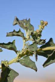 Image result for Atriplex suberecta