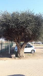 Image result for Boscia foetida