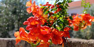 Today you can't tell the artificial flowers from real, and artificial plants are actually a much better buy than real ones, because they don't die or need any kind of maintenance but look. 10 Drought Tolerant Native Plants For Houston Buchanan S Native Plants