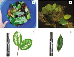 Image result for Tapura fischeri