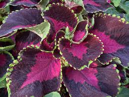Image result for Coleus