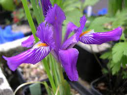 Signa The Species Iris Group Of North America Purple Garden Fairy Garden Iris