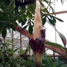 Image result for Amorphophallus goetzei