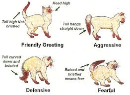 Thunder Bay Veterinary Hospital Cat Body Cat Anatomy Cat Language